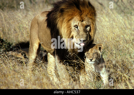 Homme mature et lion cub petit chefs frotter affectueusement le Masai Mara National Reserve Kenya Afrique de l'Est Banque D'Images