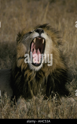 Close up portrait of male lion bâillant le Masai Mara National Reserve Kenya Afrique de l'Est Banque D'Images