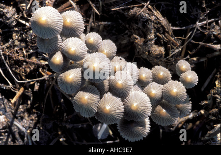 Coprinus sp Italie Banque D'Images