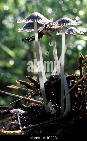 Coprinus sp Italie Banque D'Images