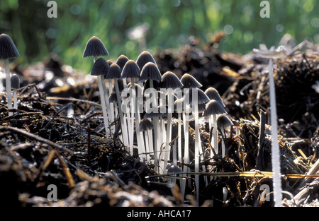 Coprinus sp Italie Banque D'Images