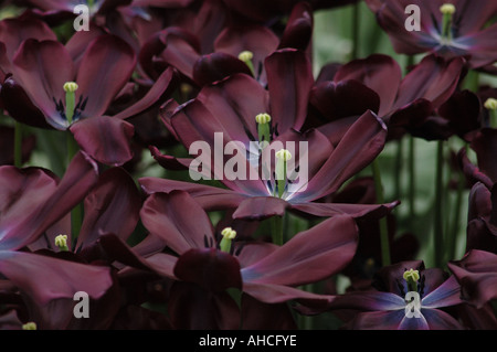 Noir-violet fleurs tulipes Jardins de Keukenhof Holland 25 Avril 2006 Banque D'Images