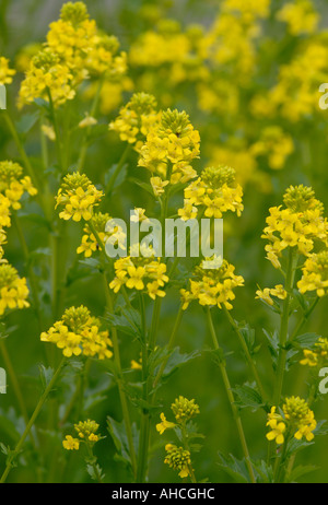 Les fleurs jaunes de fusée jaune commun ou d'hiver Cress Barbarea vulgaris Bedgebury Forest Kent UK 14 Mai 2006 Banque D'Images