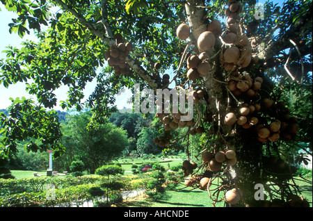 Cannon Ball tree in Jaridn Botanique de Penang Georgetown Penang Malaisie Banque D'Images