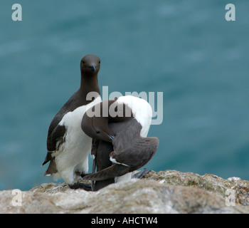 Paire de guillemots (Uria aalge perché sur une falaise au-dessus de la mer Banque D'Images