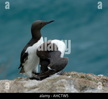 Paire de guillemots (Uria aalge perché sur une falaise au-dessus de la mer Banque D'Images