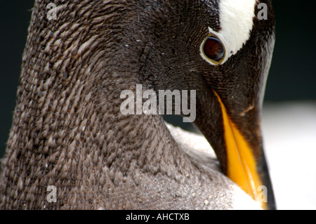 Close up portrait of Gentoo pingouin Pygoscelis papua looking at camera avec beak remplié dans ses plumes de corps Banque D'Images