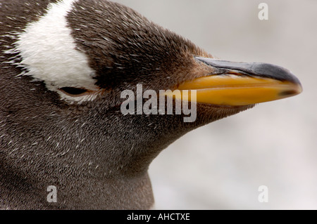 Close up portrait of young Gentoo pingouin Pygoscelis papua looking at camera Banque D'Images