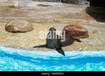 Seal se reposant dans l'eau peu profonde, Audubon Zoo, New Orleans, USA Banque D'Images