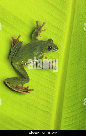 Blanford's frog à fouetter, asiatique, asiatique rainette de vol à voile (Rhacophorus dennysi treefrog), assis sur le limbe Banque D'Images