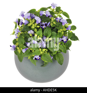 Bluewings, Wishbone Flower (Torenia fournieri 'Rose', Torenia fournieri Rose), plante en pot Banque D'Images