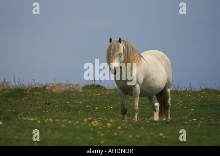 Cheval blanc dans les prairies permanentes sur le gallois clifftops Banque D'Images