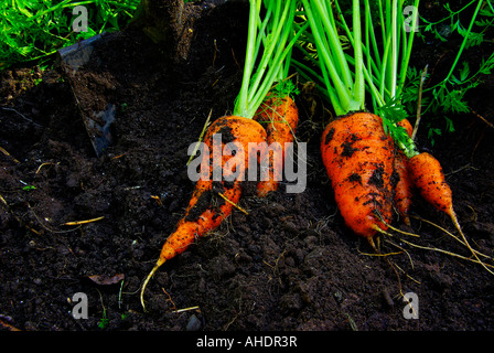 Accueil fraîchement creusée de petites carottes cultivées patch de légumes biologiques dans la petite cour jardin urbain Banque D'Images