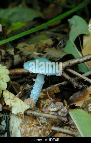 Roundhead (Stropharia caerulea blue) Banque D'Images