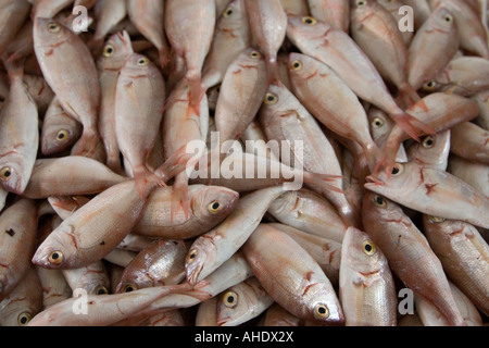 Tripoli (Libye). Marché aux poissons, Rashid Street Banque D'Images