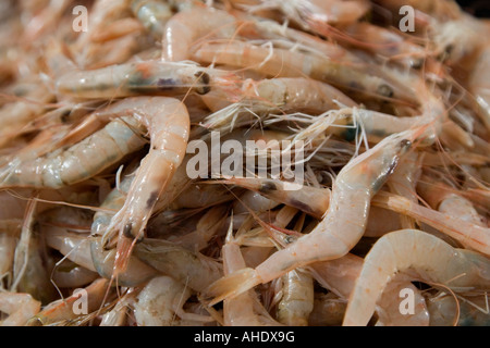 Tripoli (Libye). Marché aux poissons, crevettes, Rashid Street Banque D'Images