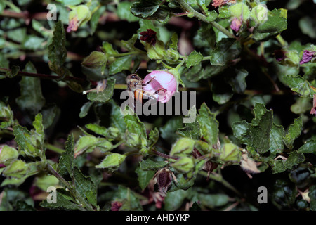 Mallow africaine/mauve du Cap/Faux Nain mauve// Hibiscus mauve/Sandrose poilue - Apis mellifera sur Anisodontea scabrosa Banque D'Images