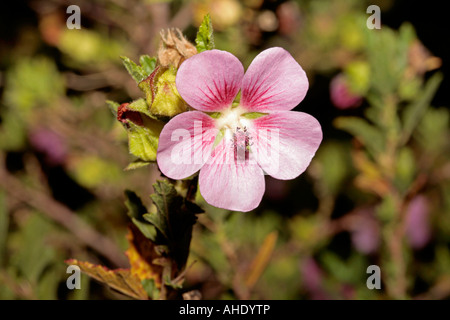 Mallow africaine/mauve du Cap/Faux Nain mauve// Hibiscus mauve/Sandrose poilu -Anisodontea scabrosa Banque D'Images