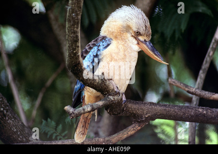 Laughing Kookaburra perché dans l'arbre- Dacelo novaeguinea-Dacelonidae La Famille Banque D'Images