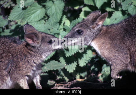 Wallaby Parme Mère et jeune - Macropus parma Banque D'Images