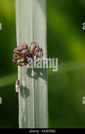 Araignée crabe (xysticus cristatus) défendant son catch contre mouche parasite Banque D'Images