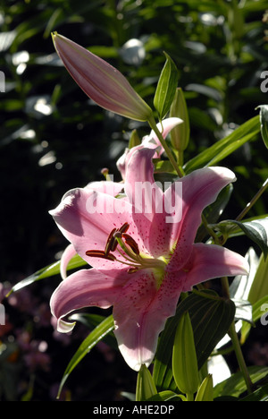 Un lys Stargazer et bud en été dans un chalet. Banque D'Images