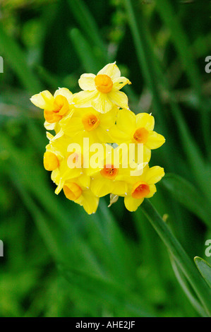 Bouquet de fleurs jaune jonquille jeunes Banque D'Images