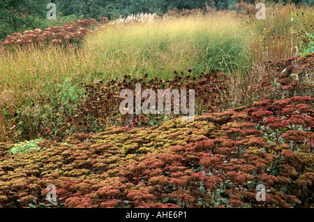 Pensthorpe jardin du millénaire, octobre, l'échinacée, graines, herbes, Sedum, Piet Oudolf, designer Banque D'Images