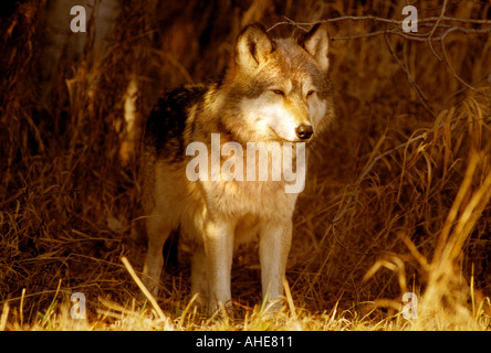 Le bois ou le loup gris Canis Lupus Minnesota USA Banque D'Images