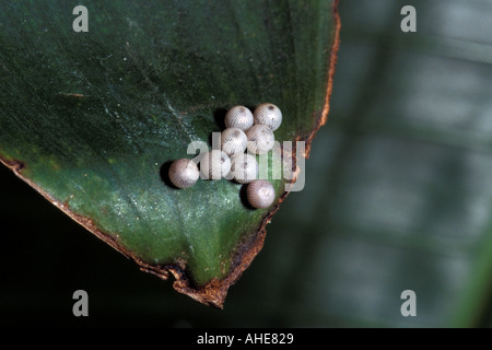 Oeufs de papillon Hibou ou d'ovules Caligo espèce Equateur Amérique du Sud Banque D'Images