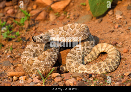 Crotale des Prairies Crotalus viridis viridis USA Banque D'Images
