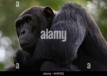 Le chimpanzé, Pan troglodytes, Gorges Chambura, Ouganda Banque D'Images