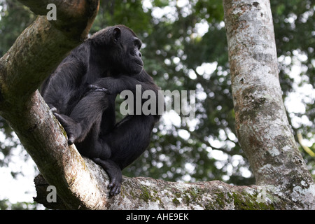 Le chimpanzé, Pan troglodytes, Gorges Chambura, Ouganda Banque D'Images