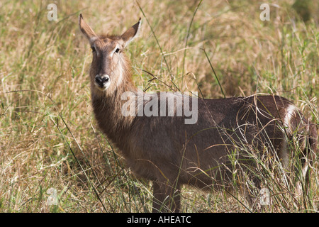 Kobus ellipsiprymnus Common Waterbuck (Afrique du Sud) Banque D'Images