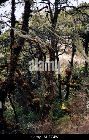 Une vue à travers une forêt luxuriante riche en fougères et lichens épiphytes près de Taktshang monastère Bhoutan Banque D'Images