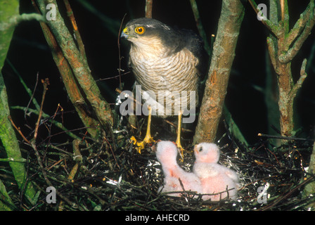 Blanche eurasienne Accipter nisus femelle adulte au nid avec deux jeunes poussins, Nord du Lincolnshire, Angleterre Banque D'Images