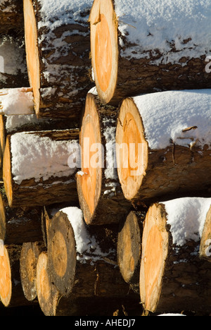 Un graphique de près de l'extrémités sciées de pins en hiver soleil avec une mince couche de neige Banque D'Images