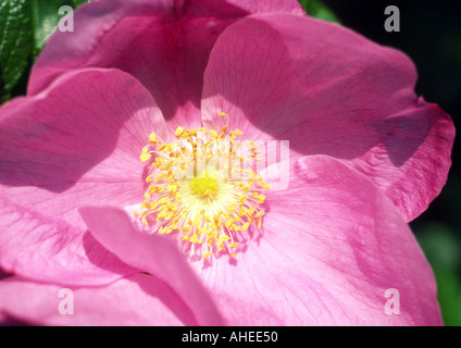 Rugosa Rose Rose Frau Dagmar Hastrup Banque D'Images