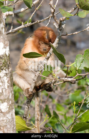 Proboscis Monkey juvéniles se nourrissent de mangroves dans Parc national de Bako, Sarawak, Bornéo Banque D'Images