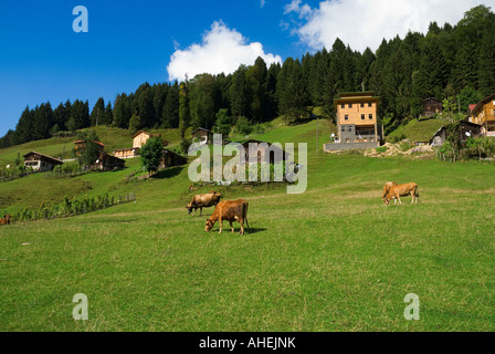 Vaches qui paissent à Ayder Yaylasi, Rize, Turquie Banque D'Images