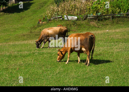 Vaches qui paissent à Ayder Yaylasi, Rize, Turquie Banque D'Images