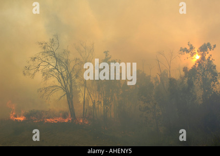 Les flammes et la fumée épaisse de grimper au cours des incendies de forêt dans le massif Eilat Israel Banque D'Images