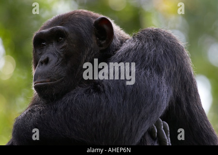 Le chimpanzé, Pan troglodytes, Gorges Chambura, Ouganda Banque D'Images