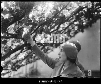 Vignes de Hampton Court Banque D'Images