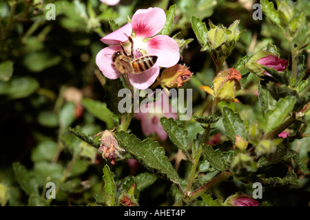 Mallow africaine/mauve du Cap/Faux Nain mauve// Hibiscus mauve/Sandrose poilue - Apis mellifera sur Anisodontea scabrosa Banque D'Images