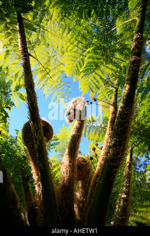 Fougère arborescente de la forêt tropicale dans l'arrière-pays de Byron Bay en Australie Banque D'Images