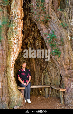 Yew Tree situé dans les jardins de l'église de Saint-barthélemy de Marcle, Herefordshire. Banque D'Images