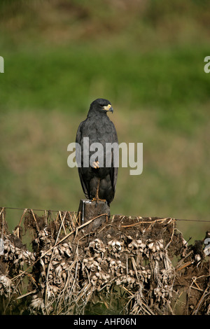 Black Hawk Buteogallus urubitinga Grande Brésil Banque D'Images