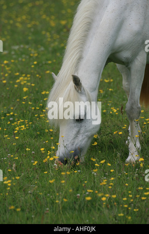 L'alimentation du cheval blanc en champ buttercup Banque D'Images