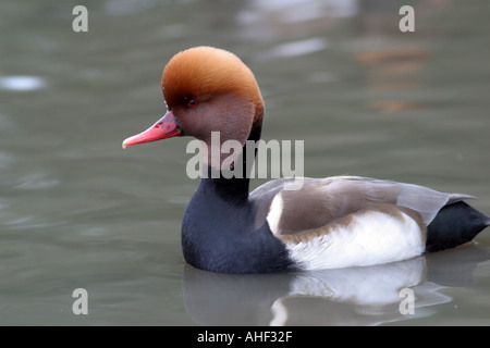 Nette rousse Netta rufina homme Red-Crested Banque D'Images